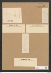 Berkeleya harveyana Grun. (de-Toni-Nr.: Genus 21, Species 1217) Zeichnungen Sammlung Grunow Nr. 2341 (NHMW-BOT-W0369470)